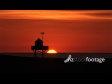 Sunset Bethells 2 438