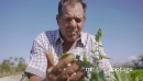 10-Farmer Examining Leaves Of Tomato Plant Searching Bugs 23708