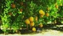 Orange Trees bearing Full Grown Fruits 2 26203