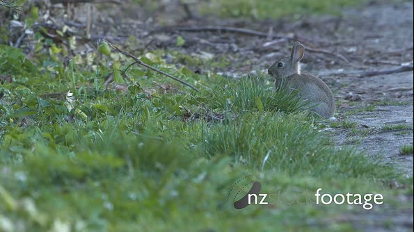 Young feral rabbit on a farm 28180