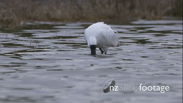 Royal Spoonbill Searching for Food  Slowmotion 28182
