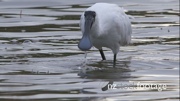 Royal Spoonbill mouth filter slowmotion 28183