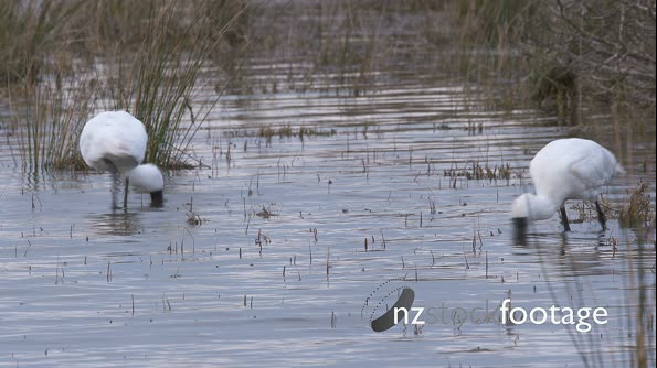 Royal Spoonbills searching in an estuary for food 28189