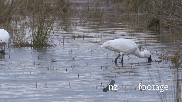 Royal Spoonbills slow motion  28190