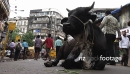 Bull lying on street in Mumbai, India 4498