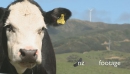 Wind Farm and Cow 5 1347