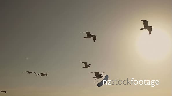 Seagulls And Birds Flying In Sky At Sunset In Super Slow Motion 13997