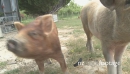 Pigs 1 1642