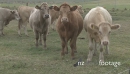Cows  Herd 7 1647