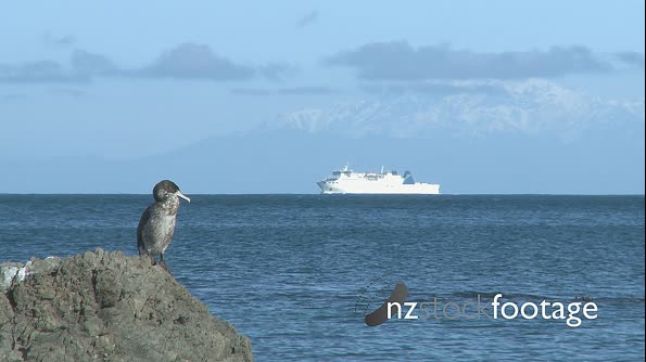 Ferry Boat Wellington New Zealand 1 1779