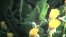 (8mm Vintage) 1968 Timelapse of Yellow Flowers Blooming 19498