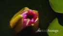 Time lapse of a water lilies while opening 22420