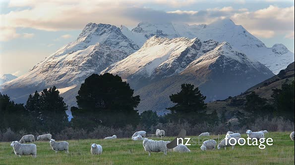 Mt Earnslaw Sheep Glenorchy 1 24587