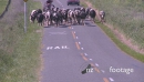 Cows Herded down Rural Road 24800