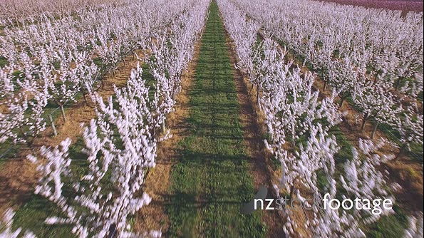 Orchard Above Rows of Full Bloom Stonefruit Aerial HD 24927