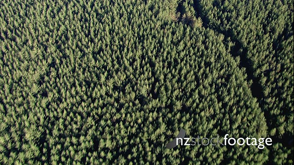 Forestry Young Pine Above Aerial 1 24969