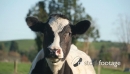 Cow Eating Grass in Slow Motion 2 25713