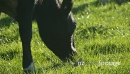 Cow eating Grass Slow Motion 1 25714