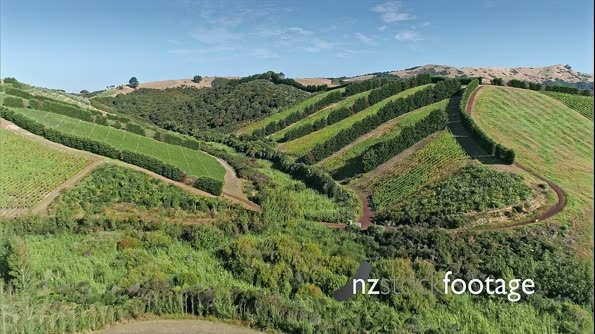 Aerial flying over a vineyard on waiheke island, Auckland, New Zealand 27039