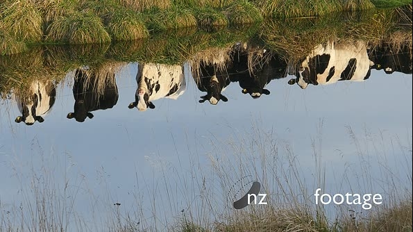 Cows And Irrigation Evening 2 27078