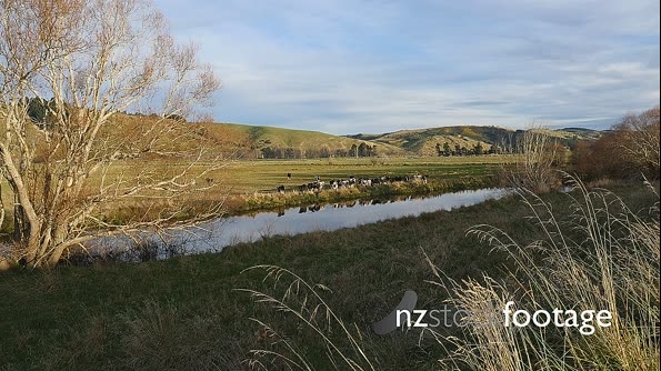 Cows And Irrigation Evening 3 27084