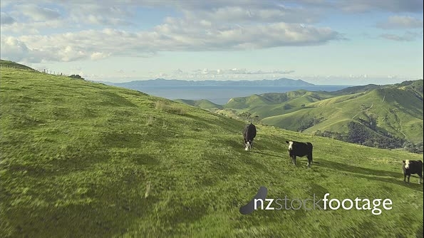 Aerial of farm land and cattle in the Coromandel, New Zealand 27113