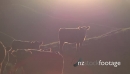 Angus Beef Cows sun set 27366