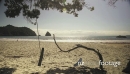 tree rope swing on tropical beach, New Chums, Coromandel Peninsula, New Zealand 27527