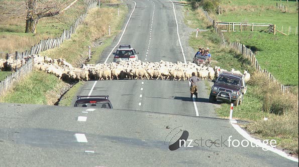 Sheep Crossing Road 1 2809