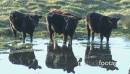 Cows Drinking 1 2813