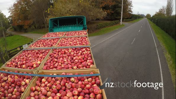 Apples in bins leave an orchard for transport to a packing facility 28157