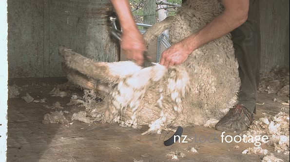 Shearing Sheep Leg New Zealand 2830