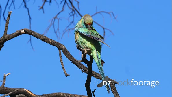 Australian Ringneck preening 28537