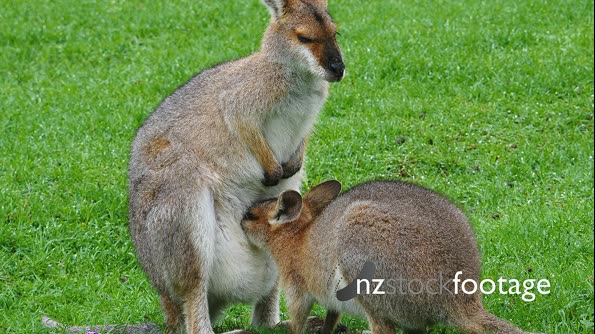 Red necked Wallaby,  joy suckling 28667