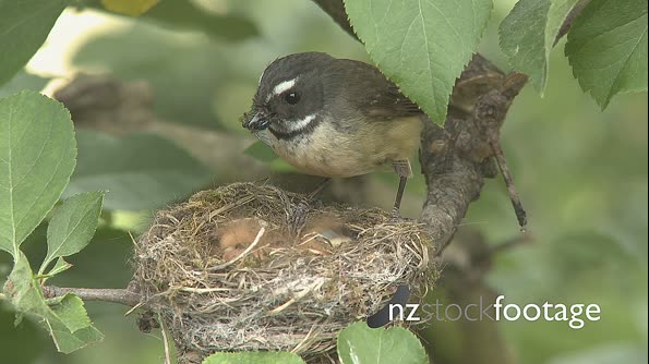 Fantail Feed in Nest 2869