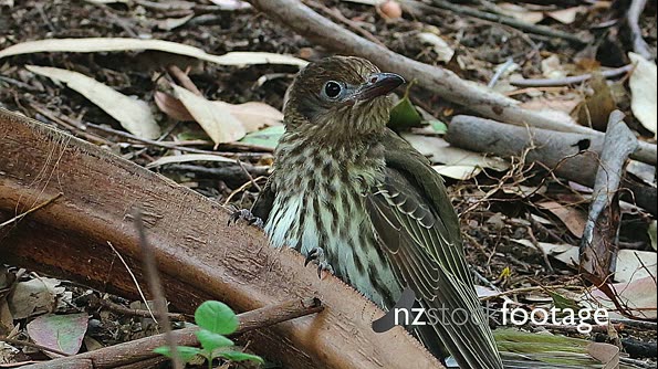 Pied Currawong killing fledgling 1/5 28722