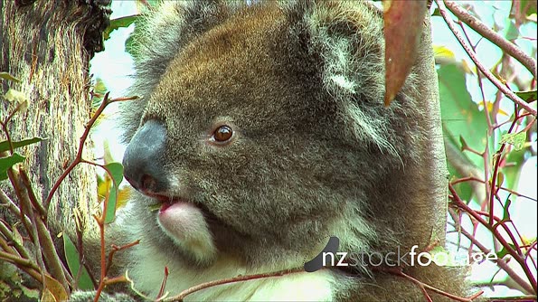 Koalaand joy on eucaliptus tree,  feeding,  zback 28769