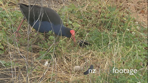 Pukeko Bird Nest Settle  2995