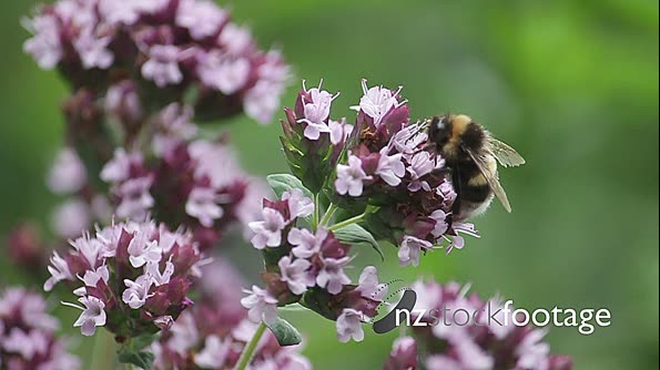 Bees Bumble on Blossom 2 3399