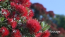 Pohutukawa Tree 4 377