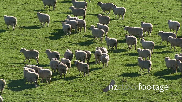 Sheep Flock in Grass Paddock 1 Aerial 4176