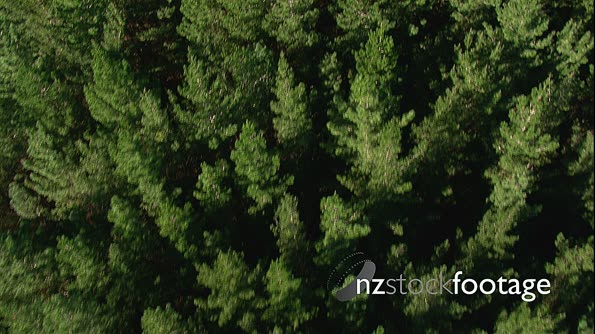 Pine Forest Fly over Aerial New Zealand 1 4229