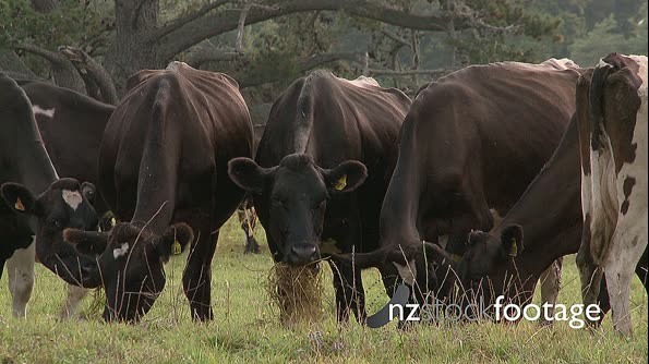 Cows Grazing in New Zealand 5 475