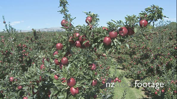 Apples Red Delicious 1 987